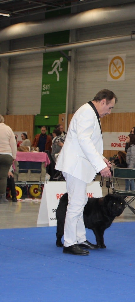 12 JANVIER 2020 SPECIALE CHOW CHOW PARIS DOG SHOW LE BOURGET