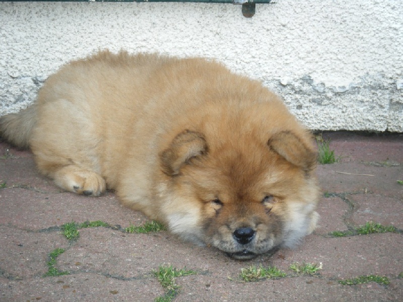 du Paradis Slave - Chow Chow - Portée née le 14/05/2010