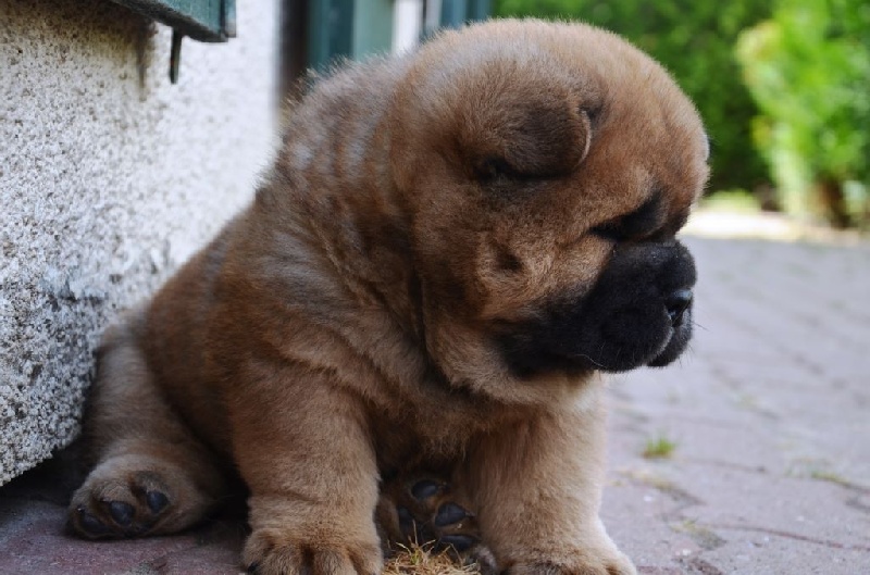 du Paradis Slave - Chow Chow - Portée née le 12/07/2015