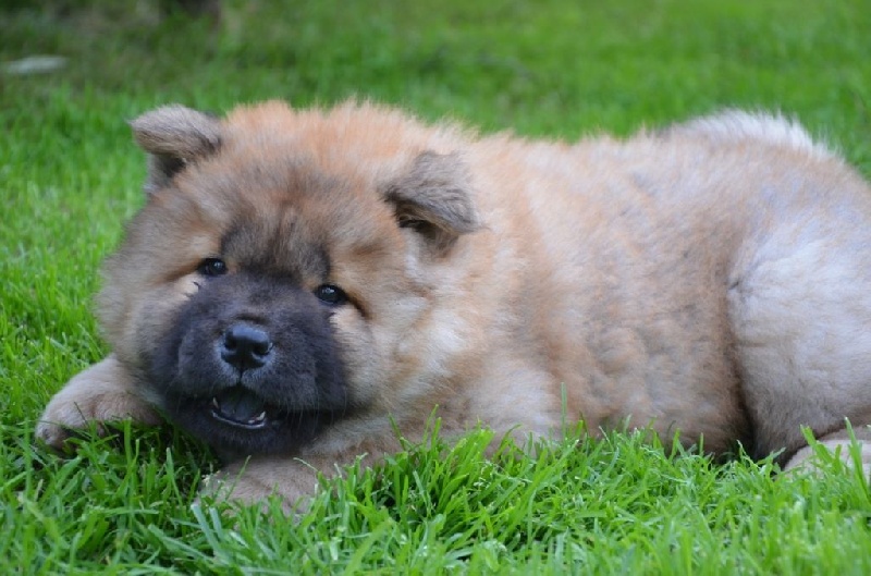 du Paradis Slave - Chow Chow - Portée née le 05/05/2016