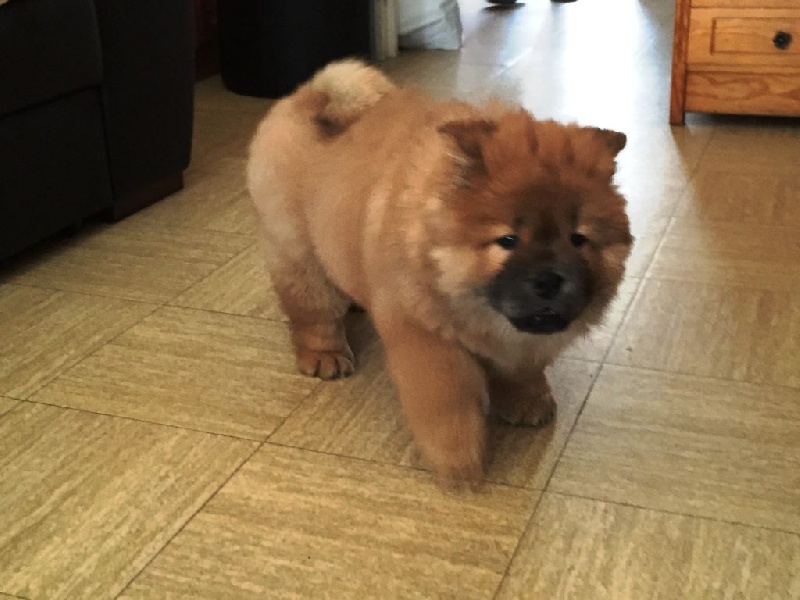 du Paradis Slave - Chow Chow - Portée née le 04/04/2015