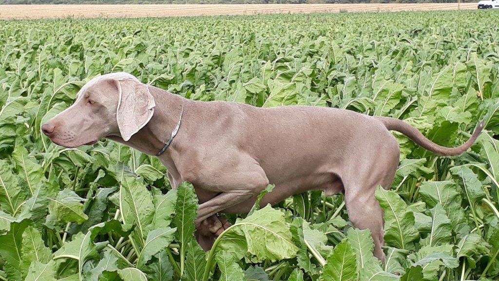 des portes des Weppes - Saison de Field Trial en gibier tiré