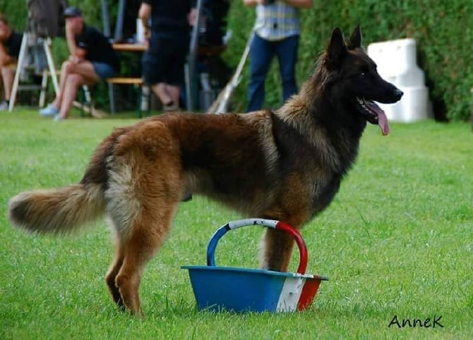 Gadjo Du Fosseret Champion