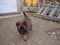 CHIOT