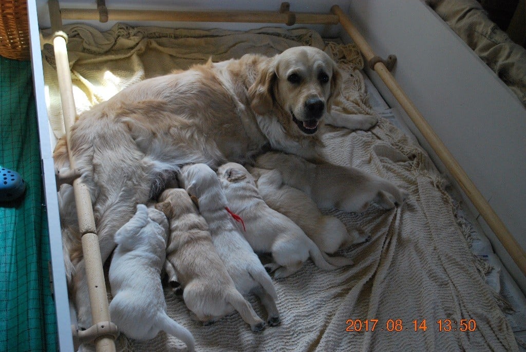 du hameau isabel - Golden Retriever - Portée née le 24/07/2017