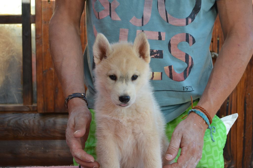 Ice Gang - Siberian Husky - Portée née le 05/06/2017