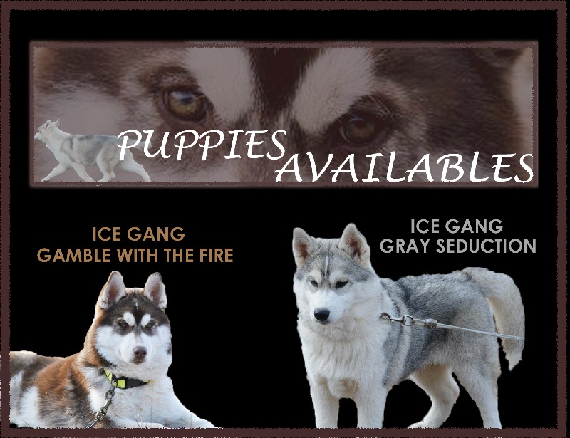 Ice Gang - Siberian Husky - Portée née le 10/08/2011