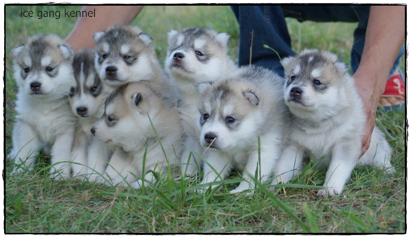 Ice Gang - Siberian Husky - Portée née le 24/08/2010