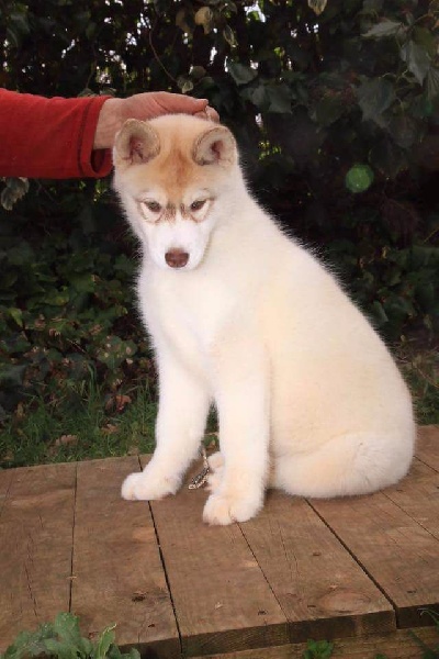 Ice Gang - Siberian Husky - Portée née le 04/12/2015