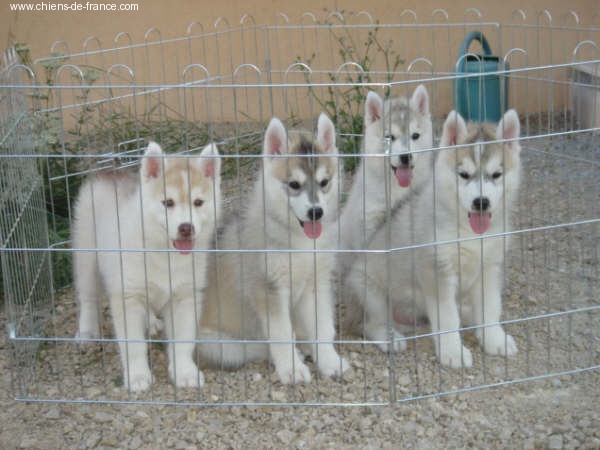 Ice Gang - Siberian Husky - Portée née le 15/06/2008