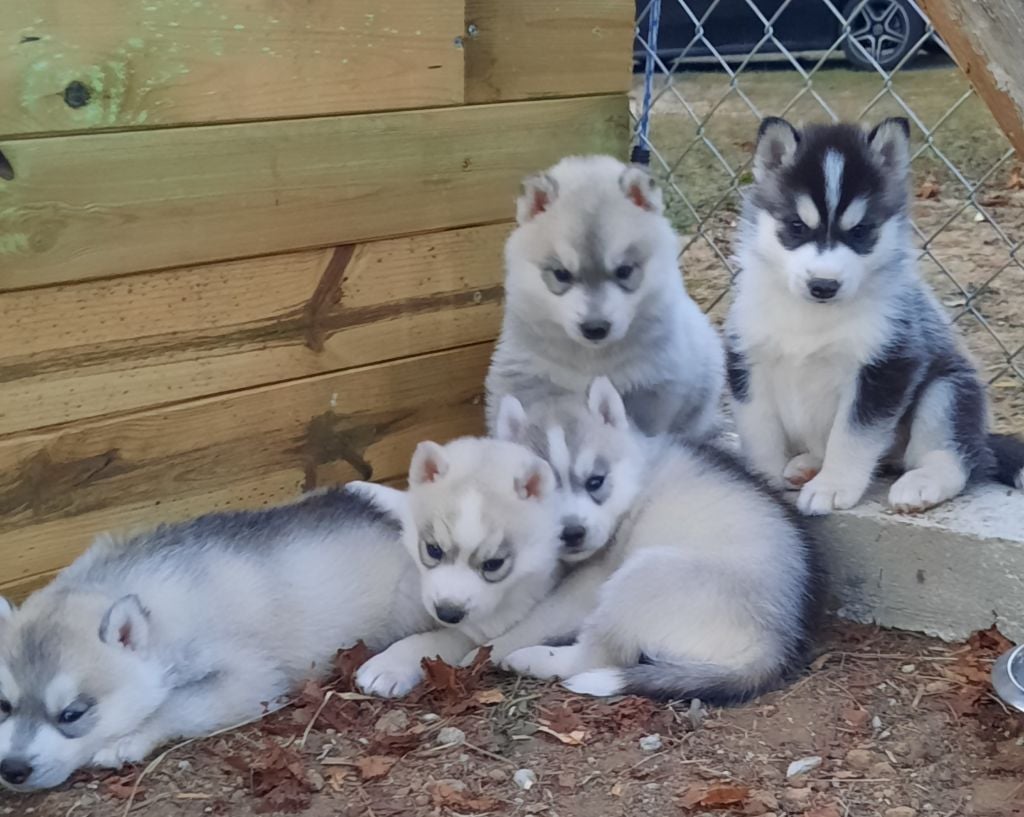 Ice Gang - Chiots disponibles - Siberian Husky