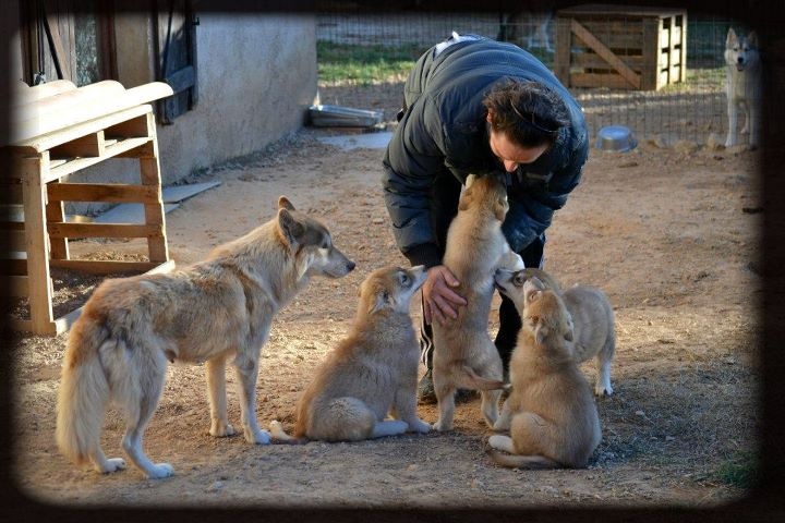 Ice Gang - Siberian Husky - Portée née le 22/10/2011