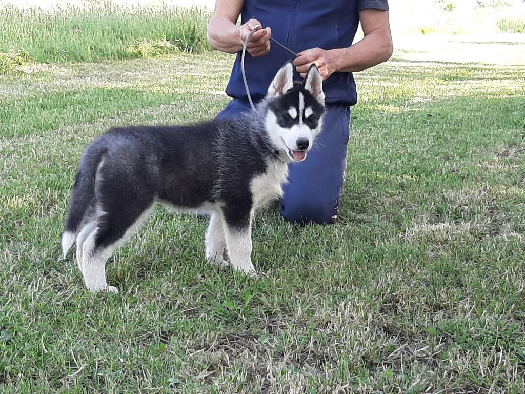 Ice Gang - Siberian Husky - Portée née le 19/02/2020