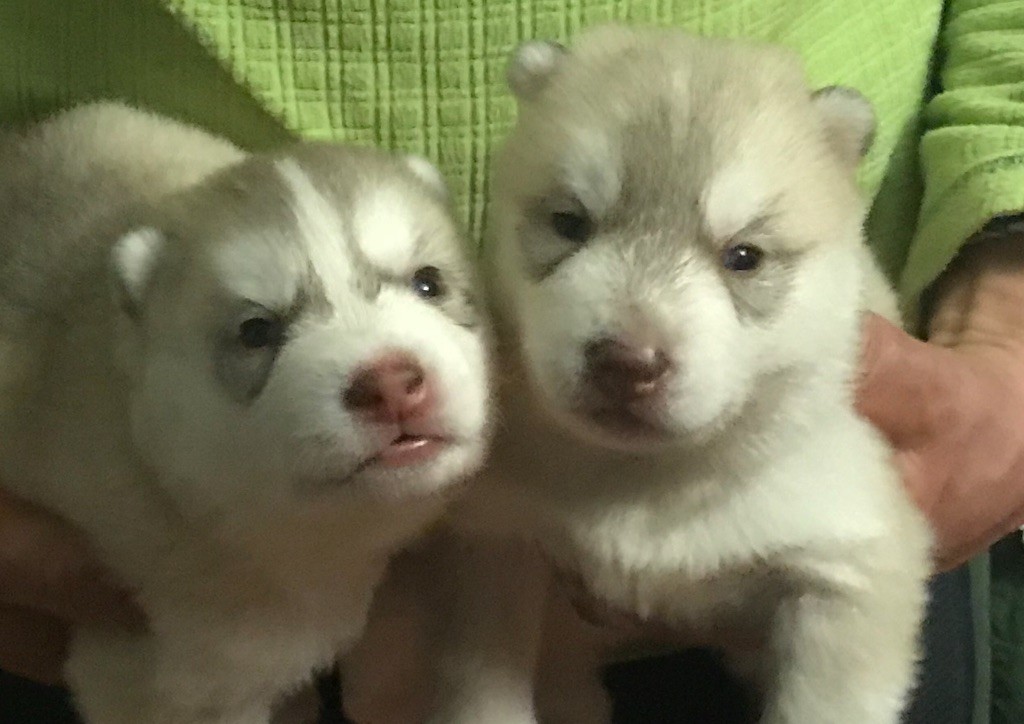 Ice Gang - Siberian Husky - Portée née le 10/02/2019