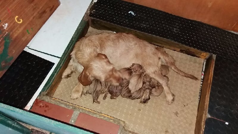 Chiot Basset fauve de Bretagne de la Font de l'Arca