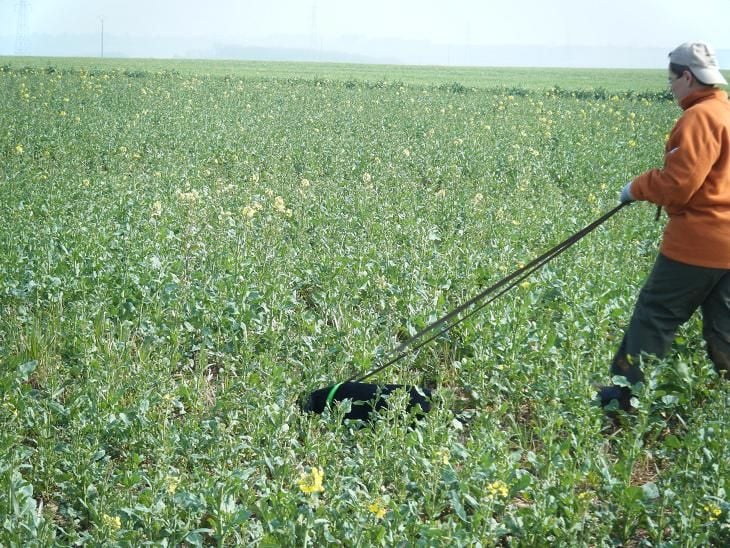 Épreuve de menée à voix sur lièvre SP