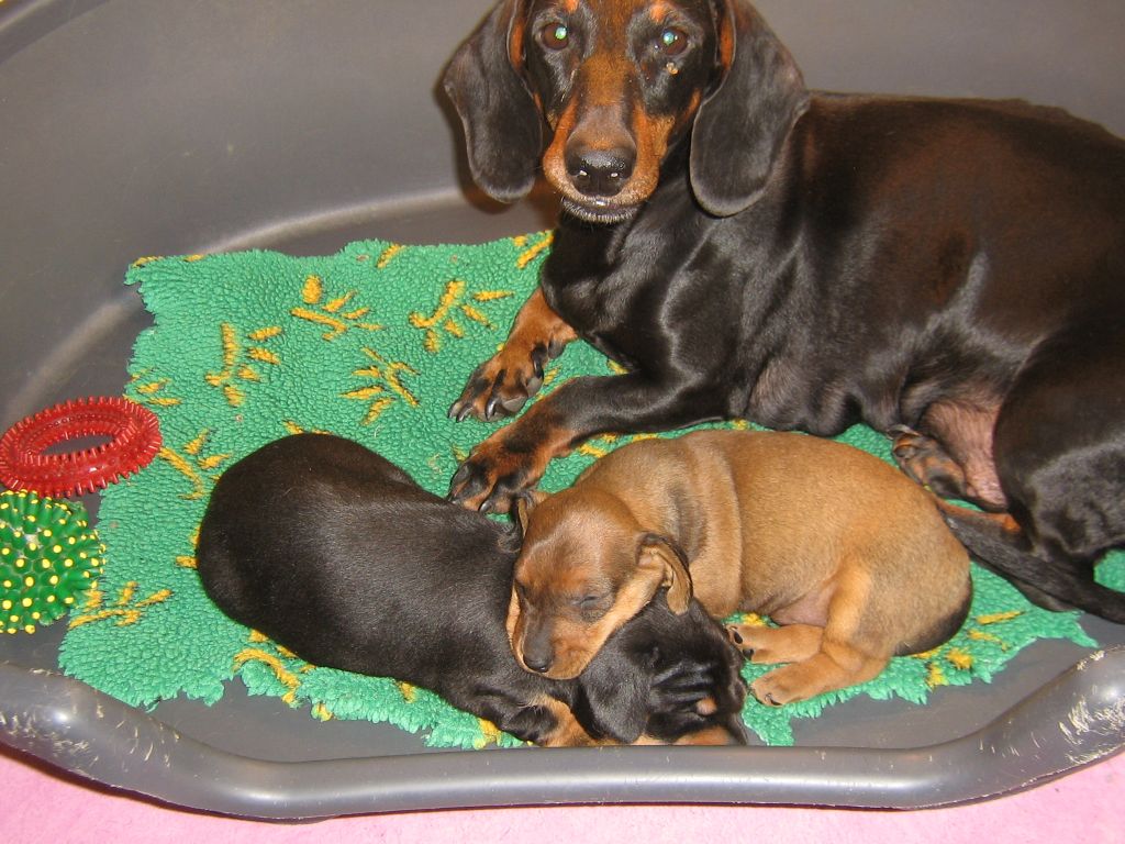 Naissance de chiots standards poil ras dernières lignées françaises