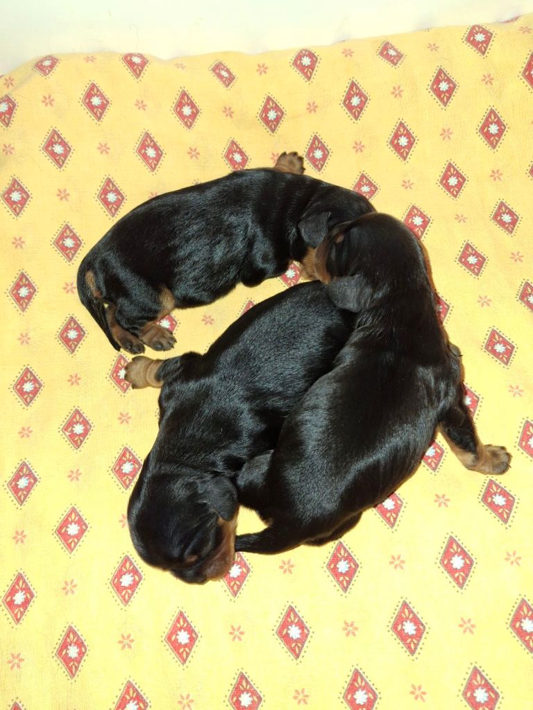 des Princes de la foret noire - Chiots disponibles - Cavalier King Charles Spaniel