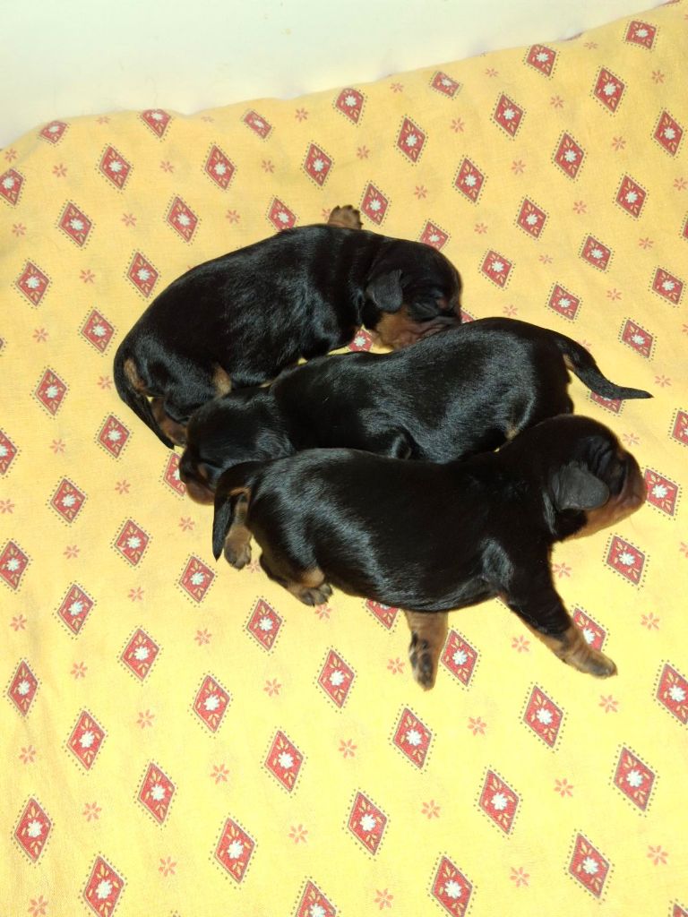 des Princes de la foret noire - Chiots disponibles - Cavalier King Charles Spaniel