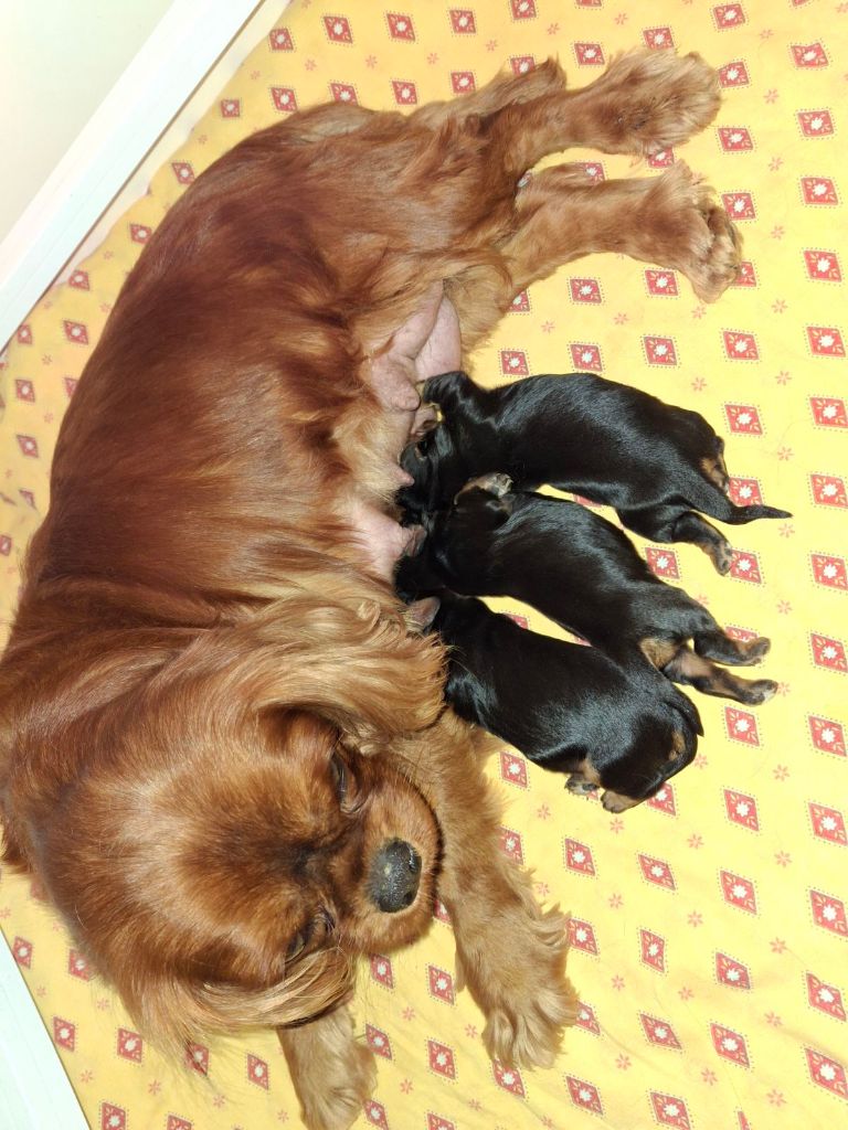 des Princes de la foret noire - Chiots disponibles - Cavalier King Charles Spaniel