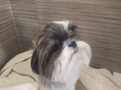 du Rivage des Nacres - Chiots disponibles - Shih Tzu