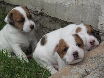 de l'Anse Royale - Les chiots d'Etoile ont 1 mois