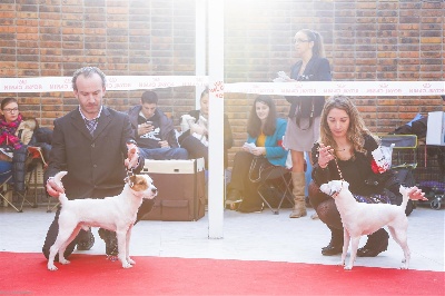 de l'Anse Royale - Paris Dog Show 2014