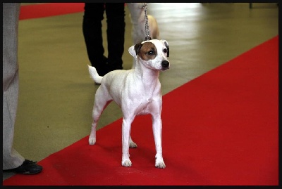 de l'Anse Royale - Paris Dog Show 2013