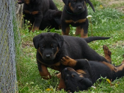 du royaume Dugozana - vidéo et photos des chiots