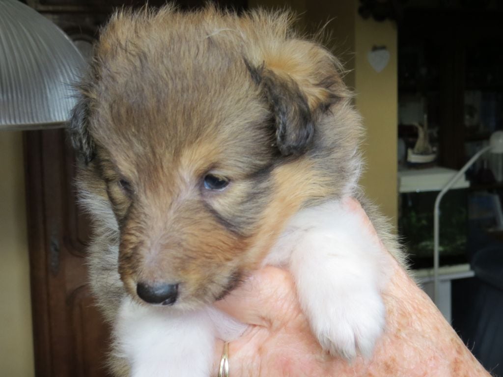 des Baganières - Chiots disponibles - Shetland Sheepdog