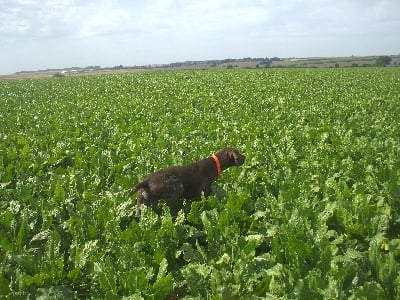 des Plaines du Cambresis - braque allemand pret pour la chasse a vendre 