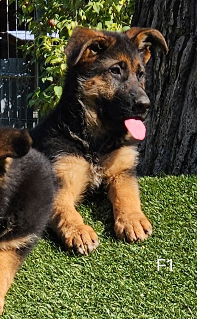 Des terres de peyrière - Chiots disponibles - Berger Allemand