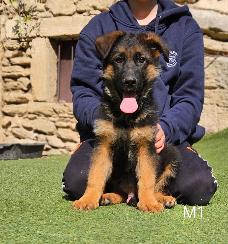 Des terres de peyrière - Chiots disponibles - Berger Allemand