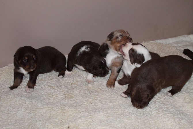 de la Provence Australe - chiots de 3 semaines