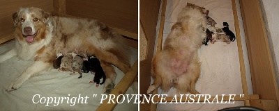 de la Provence Australe - 04.08.2012 : Naissance des chiots