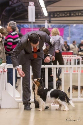 of Sevijean's - Champion BASTIO VAN HET LAMSLAG