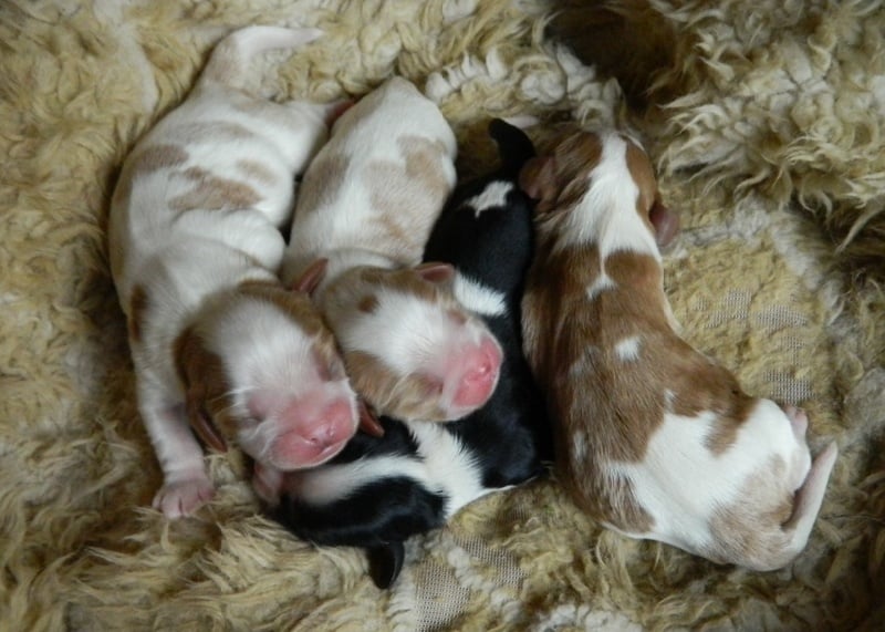 Chiot Cavalier King Charles Spaniel of Sevijean's