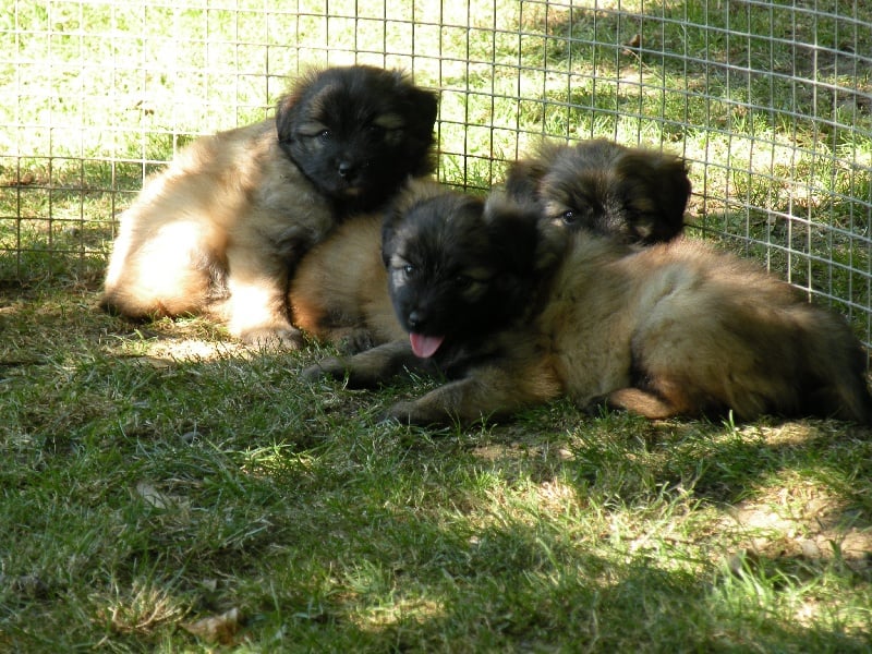 Chiot Berger des Pyrenees à poil long de la Roche au Blaireau