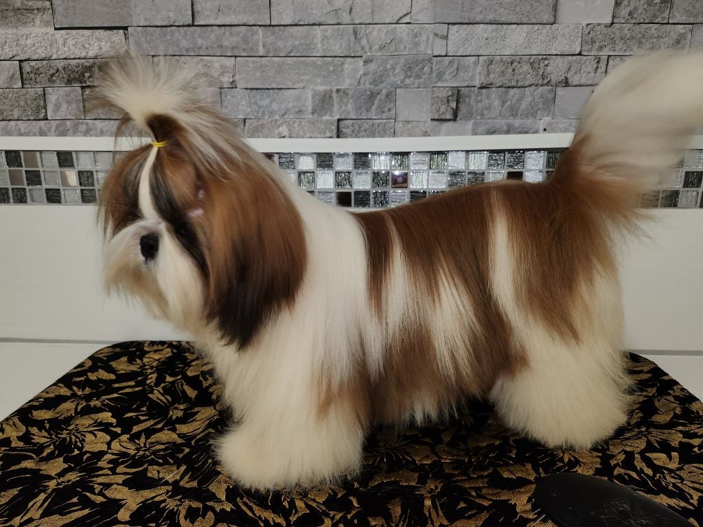 du chateau d'o-riant - Chiots disponibles - Shih Tzu