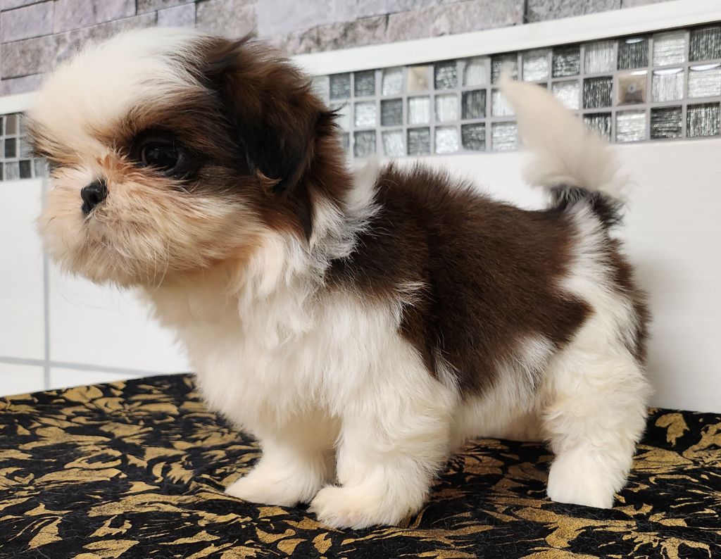 du chateau d'o-riant - Chiots disponibles - Shih Tzu