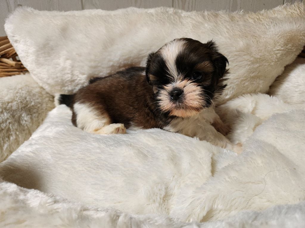 du chateau d'o-riant - Chiots disponibles - Shih Tzu