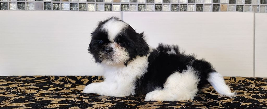 du chateau d'o-riant - Chiots disponibles - Shih Tzu