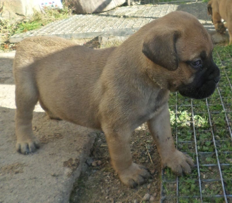 Mighty Mate's - Chiots disponibles - Bullmastiff