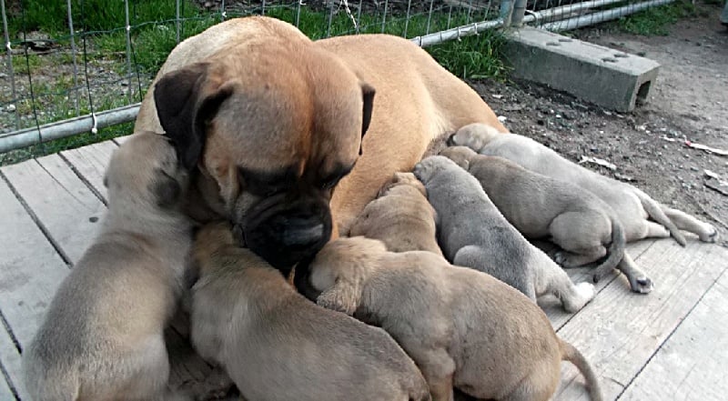 Mighty Mate's - Bullmastiff - Portée née le 09/06/2013