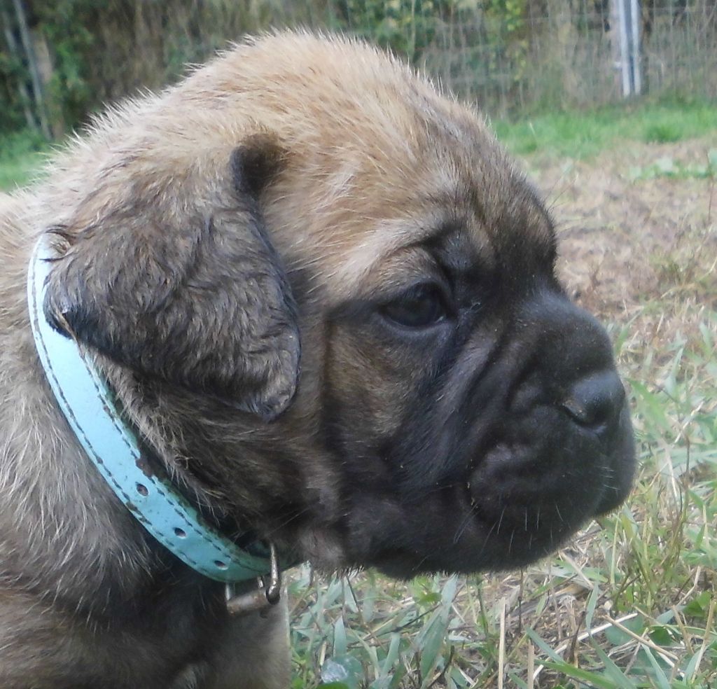 Mighty Mate's - Chiots disponibles - Bullmastiff