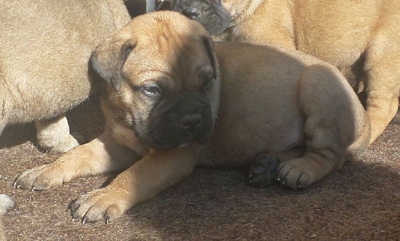 Mighty Mate's - Chiots disponibles - Bullmastiff