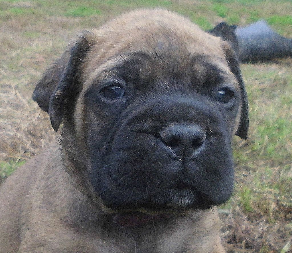 Mighty Mate's - Chiots disponibles - Bullmastiff