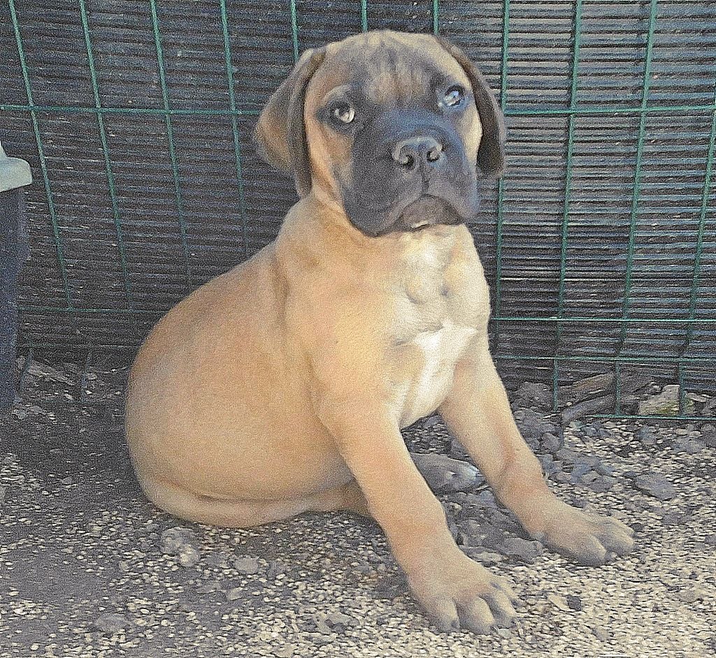 Mighty Mate's - Chiots disponibles - Bullmastiff