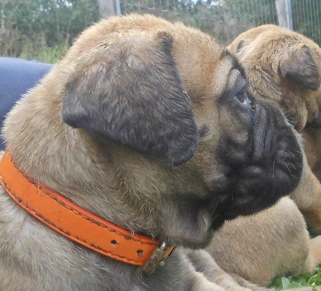 Mighty Mate's - Chiots disponibles - Bullmastiff