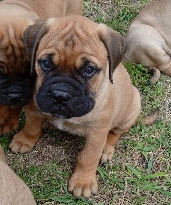 Mighty Mate's - Bullmastiff - Portée née le 24/07/2022